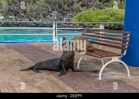 Galapagos-Seelöwen auf einer Bank ausruhen, Puerto Ayora Hafen, Santa Cruz Island, Galapagos, Ecuador Stockfoto