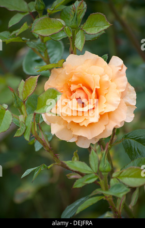 ROSA WELWYN GARDEN GLORY HARZUMBER Stockfoto