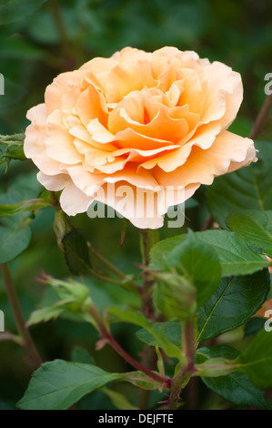 ROSA WELWYN GARDEN GLORY HARZUMBER Stockfoto