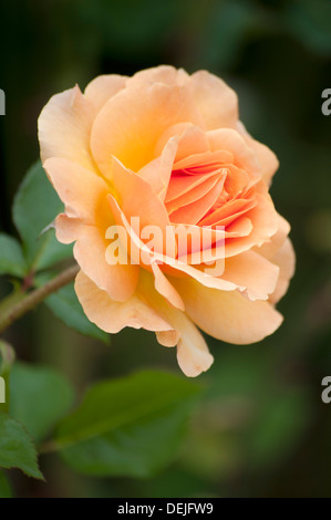 ROSA WELWYN GARDEN GLORY HARZUMBER Stockfoto