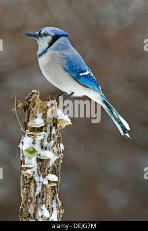 Eastern Blue Jay Cyanocitta cristata, Winter, E USA, von Skip Moody/Dembinsky Photo Assoc Stockfoto