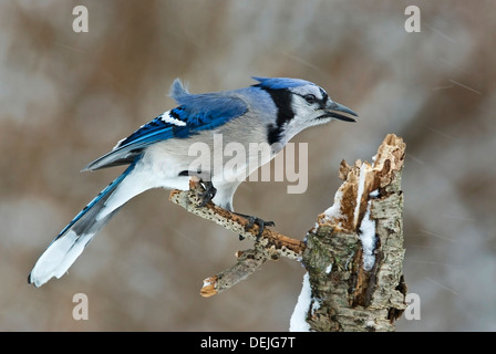 Eastern Blue Jay Cyanocitta cristata, Winter, E USA, von Skip Moody/Dembinsky Photo Assoc Stockfoto