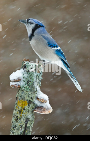 Eastern Blue Jay Cyanocitta cristata, Winter, E USA, von Skip Moody/Dembinsky Photo Assoc Stockfoto