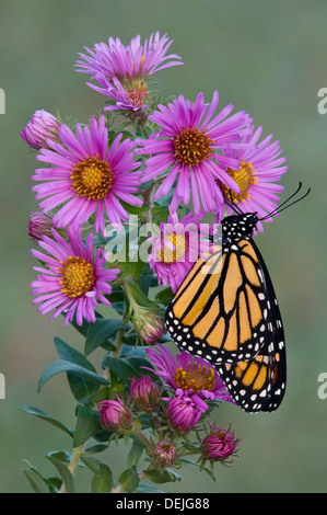 Monarchfalter Danaus Plexippus Fütterung bestäuben New England Astern Symphyotrichum Novae-Angliae E USA nectaring Stockfoto