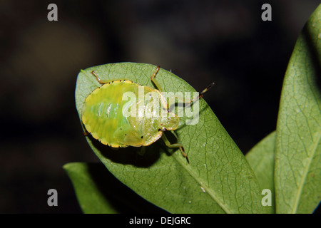 Eine grüne stinken Bug (A.hilare) auf einem Blatt. Stockfoto