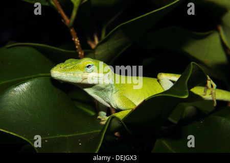 Ein Carolina Anole sitzt auf einem grünen Blatt. Stockfoto