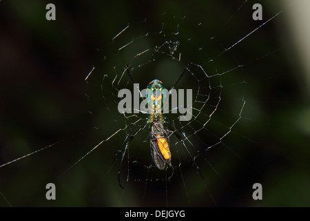 Ein Obstgarten Spider erfasst und auf ein Insekt ernährt. Stockfoto