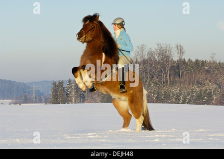 Junge Reiter auf der Rückseite eine Aufzucht Islandpferd im winter Stockfoto