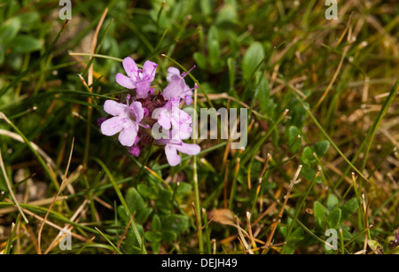 Wilder Thymian Thymus polytrichus Stockfoto