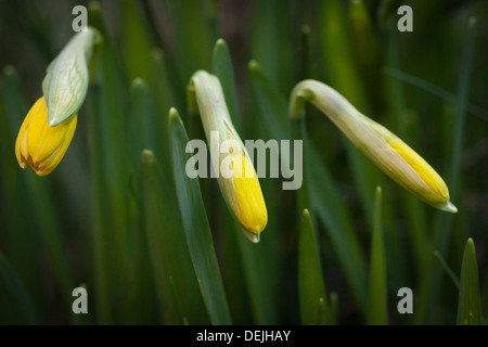 Drei Narzissen Knospen zur Blüte kommen Stockfoto