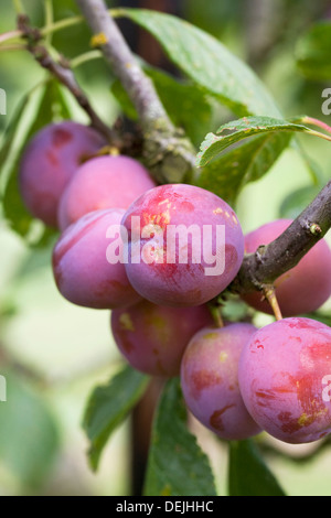 Prunus Domestica. Pflaume 'Schwan' wächst in einem englischen Obstgarten. Stockfoto