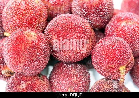 Detailansicht der frischen roten Bayberry Früchte Stockfoto