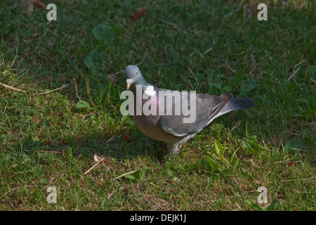 Woodpigeon oder beringt Taube (Columba Palumbus). Aufräumvorgang auf dem Boden. Stockfoto