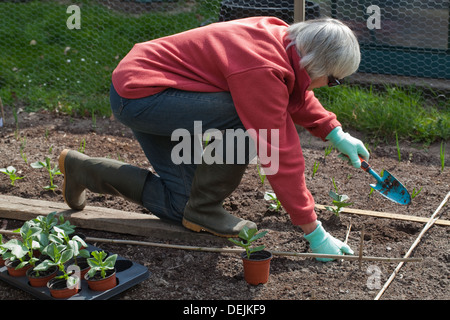 Gemüsebau. Bohnen Pflanzen Umpflanzen. (Ehefrau des Fotografen. Modell-Release-Formular kann angenommen werden.) Stockfoto