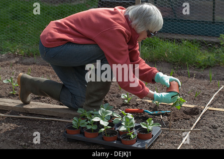 Gemüsebau. Bohnen Pflanzen Umpflanzen. (Ehefrau des Fotografen. Modell-Release-Formular kann angenommen werden.) Stockfoto