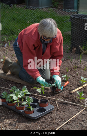 Gemüsebau. Bohnen Pflanzen Umpflanzen. (Ehefrau des Fotografen. Modell-Release-Formular kann angenommen werden.) Stockfoto