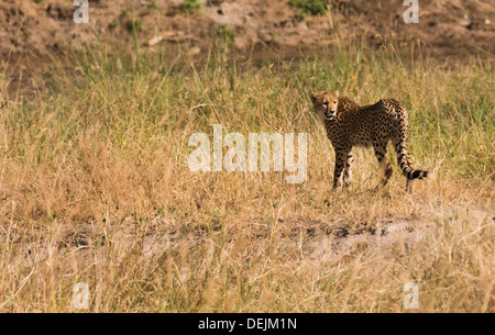 Geparden in Tarangire National Park, Tansania. Stockfoto