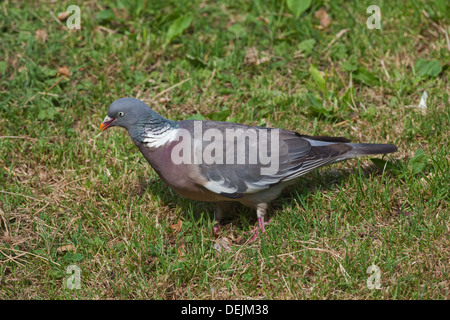 Woodpigeon (Columba Palumbus). Auf der Suche nach Lebensmitteln auf dem Boden. Stockfoto