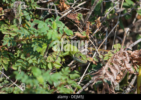 Western grüne Eidechse (Lacerta Bilineata). Erwachsenes Weibchen Klettern, unter wilden Burnet Rose Laub (Rosa Pimpinellifolia). Jersey Stockfoto