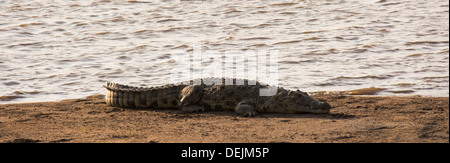 Nils Crododile am Ufer des Flusses Mara im Serengeti Nationalpark, Tansania. Stockfoto