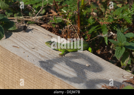 Western grüne Eidechse (Lacerta Bilineata). Männliche entstehen am frühen Morgen, auf eine neue Holz-Einfassung zu einer Klippe Top Wanderweg Aufwärmen. Stockfoto