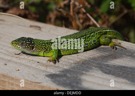 Western grüne Eidechse (Lacerta Bilineata). Augen halb geschlossen, aber immer noch wachsam, genießen Sie die Sonne, in den frühen Morgenstunden Aufwärmen Stockfoto