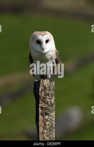 Schleiereule, Tyto Alba, thront auf hölzernen Zaunpfosten. In Gefangenschaft. Stockfoto