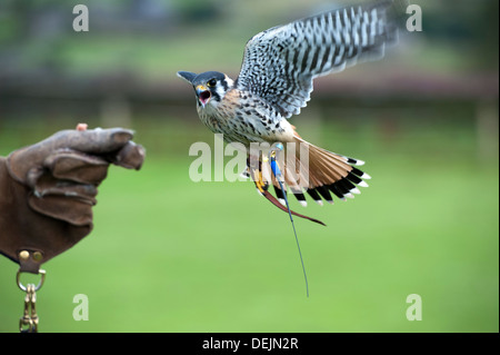 Falke auf behandschuhte Hand ein Falkner zeigt Radio Locater auf Bein landen. Yorkshire, Vereinigtes Königreich. Stockfoto