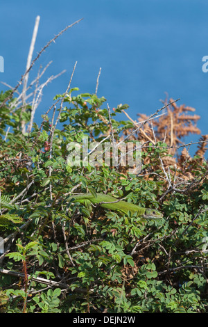 Western grüne Eidechse (Lacerta Bilineata). Erwachsenes Weibchen Klettern, unter wilden Burnet Rose Laub (Rosa Pimpinellifolia). Jersey Stockfoto