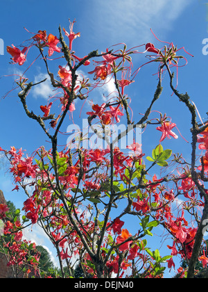 Rote Blüten auf einem Strauch, Küchengärten, Sommer im Barrington Court NT Property in Somerset, SW England, Großbritannien, TA19 0NQ Stockfoto