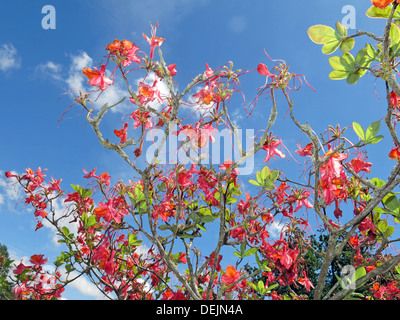 Rote Blüten auf einem Strauch, Küchengärten, Sommer im Barrington Court NT Property in Somerset, SW England, Großbritannien, TA19 0NQ Stockfoto