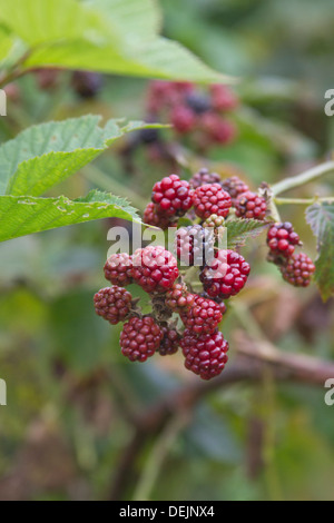 Eine Nahaufnahme von plump rot und lila reife Brombeeren auf dem Busch Stockfoto