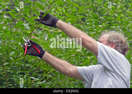 Nahaufnahme von einem Mann mittleren Alters verwendet kleine Baum-, Rebscheren üppiger Vegetation zurück zu beschneiden Stockfoto