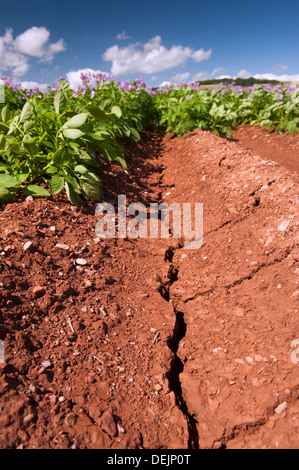 Risse im Boden durch trockenes Wetter in einer Kartoffelernte, Aberdeen. Stockfoto