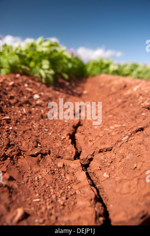 Risse im Boden durch trockenes Wetter in einer Kartoffelernte, Aberdeen. Stockfoto