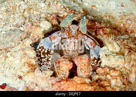 Spearing Mantis Shrimps, Lysiosquillina Lisa. Stockfoto