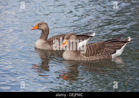 Graugänse (Anser Anser). Geklebte paar; Gander, männliche näher Vogel. Deutlich größer, mutiger Kopf, schützende Positionierung. Stockfoto