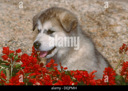 Alaskan Malamute Welpen sitzen in Blumen Stockfoto