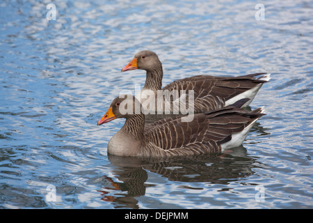 Graugänse (Anser Anser). Geklebte paar; Gander, männliche näher Vogel. Deutlich größer, mutiger Kopf, schützende Positionierung. Stockfoto