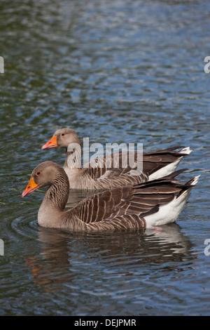 Graugänse (Anser Anser). Geklebte paar; Gander, männliche näher Vogel. Deutlich größer, mutiger Kopf, schützende Positionierung. Stockfoto