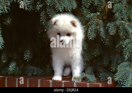 American Eskimo Dog-Welpen sitzen an Wand Stockfoto