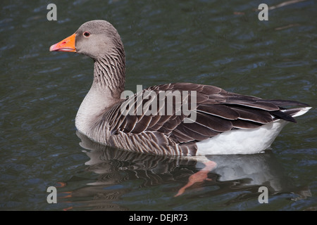 Western-Graugans (Anser Anser). Kurzzeitig stationär, treten Wasser, während schwimmen. Stockfoto