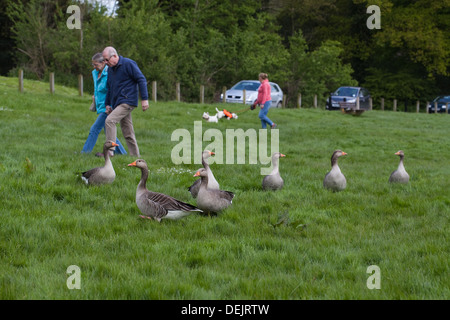 Graugänse (Anser Anser) auf Coltishall Commom, bei Wanderern, neben Fluss Bure, Norfolk. Stockfoto