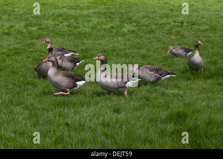 Graugans (Anser Anser). Schar zu Fuß über Coltishall verbreitet, neben Fluss Bure. Coltishall, Broadland, Norfolk. VEREINIGTES KÖNIGREICH. Stockfoto