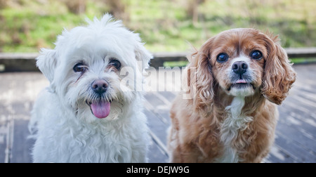 Zwei kleine Hunde, die in die Kamera schaut Stockfoto