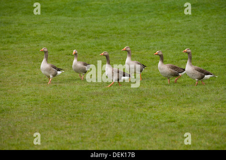 Western Graugänse (Anser Anser Anser). Coltishall Common, River Bure, Norfolk. Stockfoto