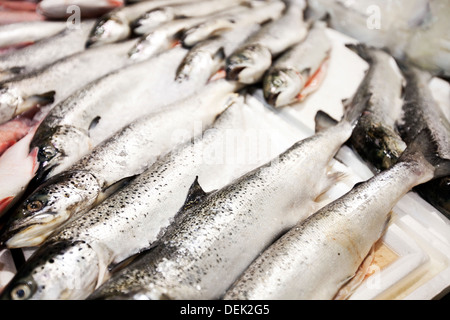 Close-up frisch gefangenen Fische Markt Stockfoto