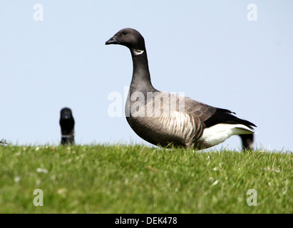 Dunkel-bellied Brent Goose (Branta Bernicla) Nahaufnahme Stockfoto