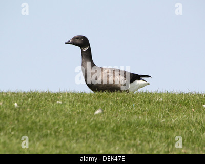 Dunkel-bellied Brent Goose (Branta Bernicla) posiert vor einem strahlend blauen Himmel Stockfoto