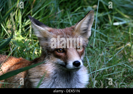 Nahaufnahme von einem wilden europäischen Rotfuchs (Vulpes Vulpes) Stockfoto